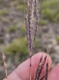 Image result for Dichanthium annulatum