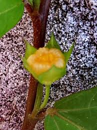 Image result for Sida acuta