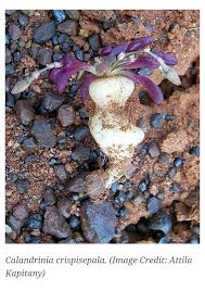 Image result for Tridentea marientalensis