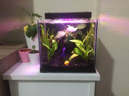 Bitkili Nano Betta Akvaryumu Kurulumu