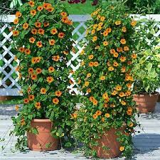 50 Black Eyed Susan Vine Flower Seeds Easy To Grow 8ft Climber Garden Container Ebay Black Eyed Susan Vine Climbing Flowers Black Eyed Susan