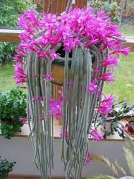 Disocactus Flagelliformis Rat Tail Cactus World Of Succulents Orchid Cactus Cactus Seeds Cactus Flower