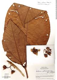 Image result for Bellucia pentamera