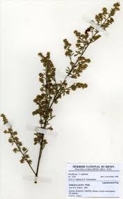 Image result for Indigofera fulvopilosa