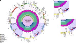 Image result for Girardinia bullosa