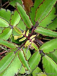 Amazon Com 4 Plant Color Kalanchoe Pinnata Miracle Leaf Air Plants Bryophyllum Pinnatum Garden Outdoor Plants Air Plants Rare Succulents