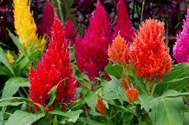Nevadlec Celosia Celosia Plant Celosia Flower Plant Care