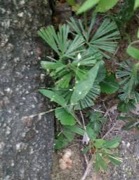 Image result for Actiniopteris radiata