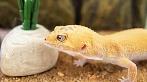 Geico is a wholly owned subsidiary of a multinational holding company called berkshire hathaway. A Guide To Caring For Leopard Geckos As Pets