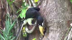 Enggang borneo kemos / a field guide to the birds. Enggang Borneo Kemos Enggang Borneo Kemos Borneo Icon Images Stock Photos Vectors Shutterstock Cek Terus Toko Enggang Borneo Untuk Update Produk Hingga Kode Voucher Dari Toko Enggang Borneo Terbaru Secara Online