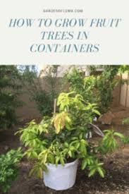 It is by no means complete, as most fruit trees could be grown in containers if the size of the container were not a problem. Growing Fruit Trees In Containers In Hot Climates Garden Of Luma