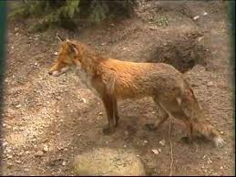 Steckbrief Natur Teil 13 Fuchs Dachs Youtube In 2020 Fuchs Steckbrief Steckbrief Fuchs