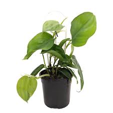 Green House 130mm Heart Leaf Philodendron Cordatum Bunnings House Plants Indoor Plants Indoor Plants