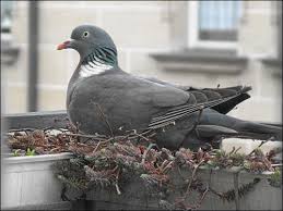 Stadttaube ( columba livia forma domestica) die stadttaube oder straßentaube ist ein vogel aus der familie der tauben (columbidae). Mutter Kind Abteil Zonebattler S Homezone 2 1