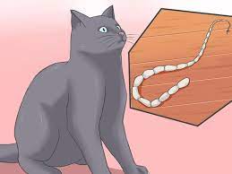 Causes of roundworms in cats. 3 Ways To Treat Tapeworm In Cats Wikihow