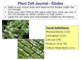 We did not find results for: Ppt Plant Cell Journal Elodea Powerpoint Presentation Free Download Id 1159196