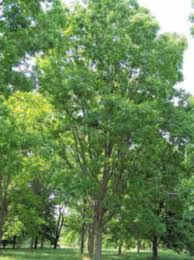 Fast growing privacy trees in texas. Texas State Tree Pecan Juglandaceae Carya Illinoinensis