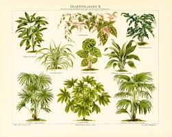 Image result for Priva flabelliformis