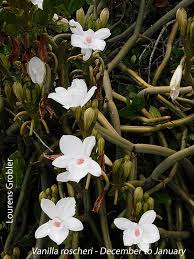 Image result for Orthochilus holubii