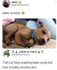 Squirrel Chasin Doggo Memes At Your Service 30 Dog Memes Cute Funny Animals Funny Animal Memes Dog Memes