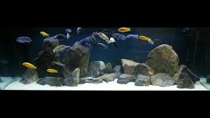 How To Hardscape An African Cichlid Tank Youtube