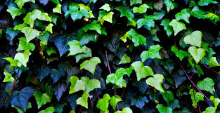Там ее плети достигают 80 м. 1 English Ivy Hedera Helix Best Care Hacks