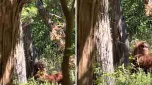 Terrified hiker claims he caught a 'f**king Bigfoot on camera', shares video  | Trending