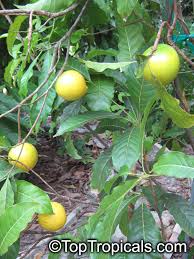 Image result for Pouteria altissima