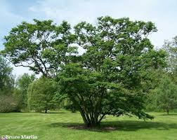 Image result for Oleaceae