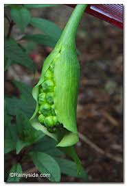 Image result for Zantedeschia albomaculata