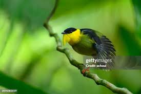 1,139 Bill Collar Stock Photos, High-Res Pictures, and Images