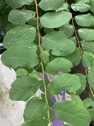 Image result for Flueggea