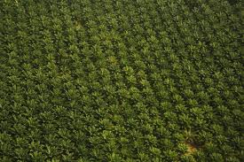 Huile De Palme La Deforestation Va Se Poursuivre Agoravox Le Media Citoyen
