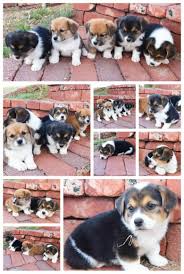 Your corgipoo is a small dog, standing between 10 and the nose is proportionate to the muzzle, which is medium in length and is black and round. Corgipoos Corgi Poodle Mix Corgi Poodle Mix Oswald Vineyard