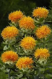 Image result for Hirtella zanzibarica