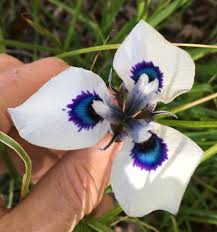 Image result for Moraea bella