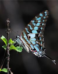 Black And Yellow Striped Caterpillar Michigan Large Striped Swordtail Graphium Antheus Beautiful Butterflies Butterfly Wings Colorful Butterflies