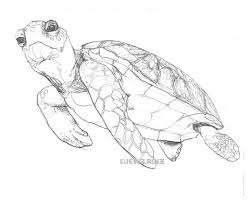 Jewel Renee Illustration Sea Turtle Drawing Turtle Drawing Sea Turtle Drawing Sea Turtle Art