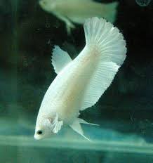 Betta Fish Care And Betta Breeding Tips Betta Fish Betta Breeding Betta Fish Care