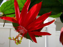 Image result for Passiflora vitifolia