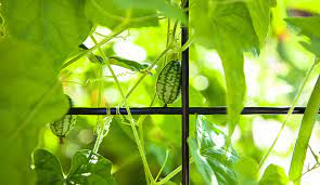 Click on the name of a vegetable below to see which farms grow it and what varieties are sold at the in season. Summer Vegetables Which Veggies Grow The Best In Summer Gilmour