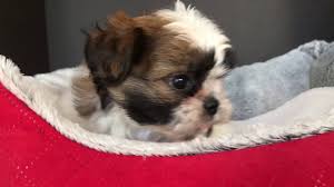 You will find shih tzu dogs for adoption and puppies for sale under the listings here. Shih Tzu Puppy Male Brown White No 1 3 10 18 2019 Youtube