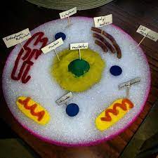 How to make a 3d animal cell model? Middle School Science Fair Projects 7th Grade Science Fair Cell Model Cell Model Project Animal Cell Project