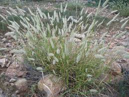 Image result for Cenchrus ciliaris