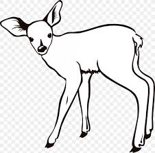 For boys and girls, kids and adults, teenagers and toddlers, preschoolers and older kids at school. White Tailed Deer Coloring Book Infant Child Png 1000x987px Deer Adult Animal Artwork Black And White