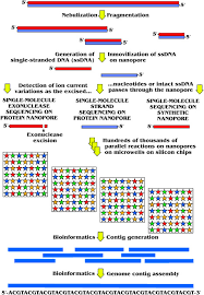 Which pair of nitrogenous bases will form a bond in a dna molecule? Nitrogenous Base An Overview Sciencedirect Topics