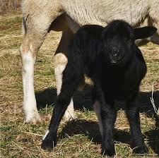 Lamb Licking Lips Tote Bag