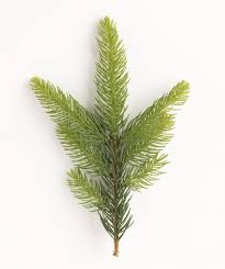 Picea abies 'cupressina' columnar norway spruce evergreen tree with strong vertical form and moderately fast growth. Columnar Norway Spruce Bower Branch