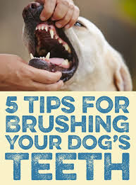 5 Tips For Brushing Your Dog S Teeth Dog Teeth Dogs Dog Care