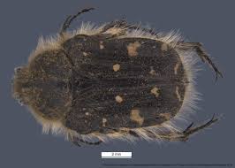 Image result for Tropinota hirta